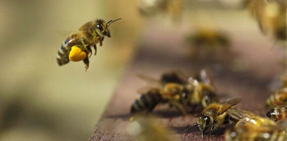 Miel de abejas 